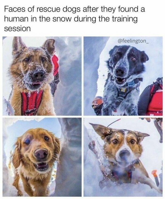 Posts For Dogs Lovers (24 pics)