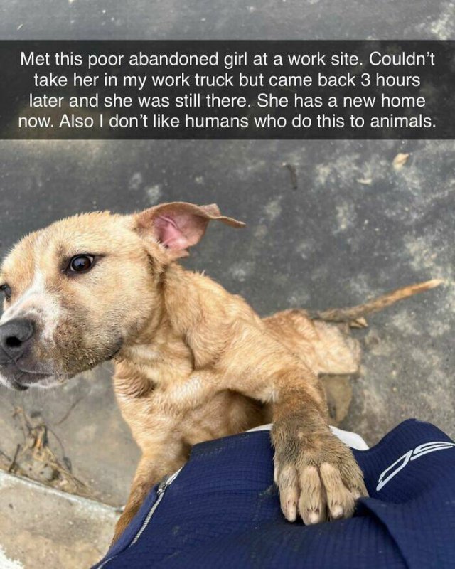 Posts For Dogs Lovers (24 pics)