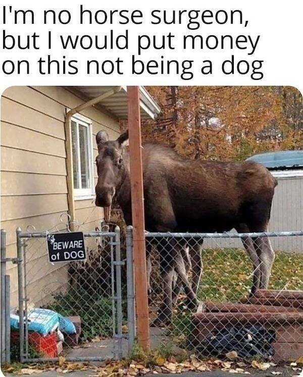 Funny Memes (15 pics)
