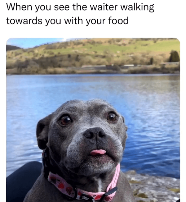 Memes For Dog Lovers (23 pics)