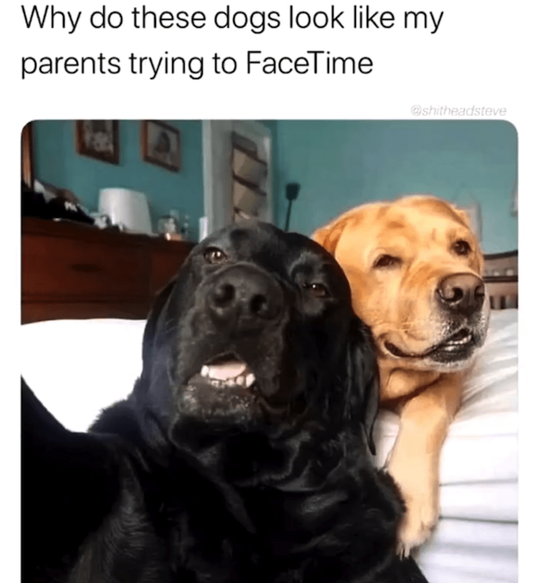Memes For Dog Lovers (23 pics)