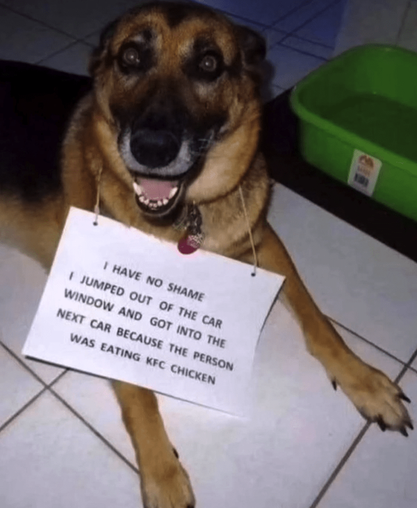 Memes For Dog Lovers (23 pics)