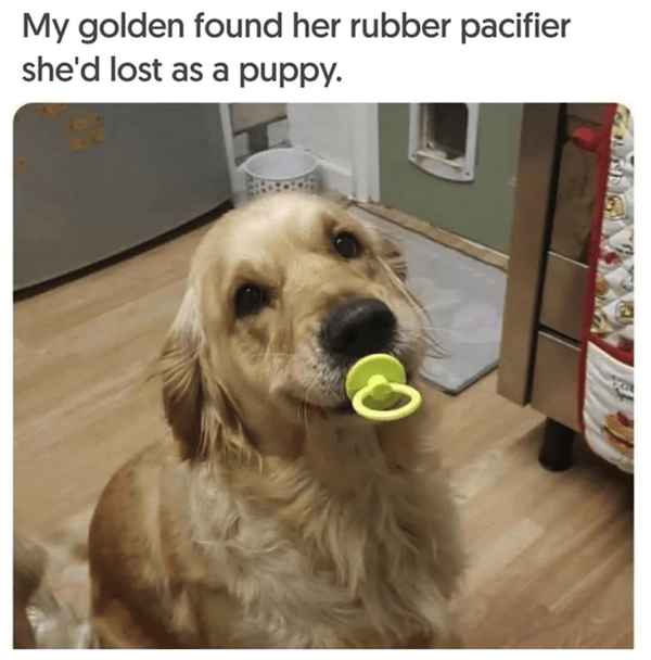 Memes For Dog Lovers (23 pics)