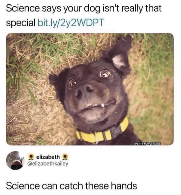 Memes For Dog Lovers (23 pics)