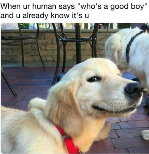 Memes For Dog Lovers (23 pics)