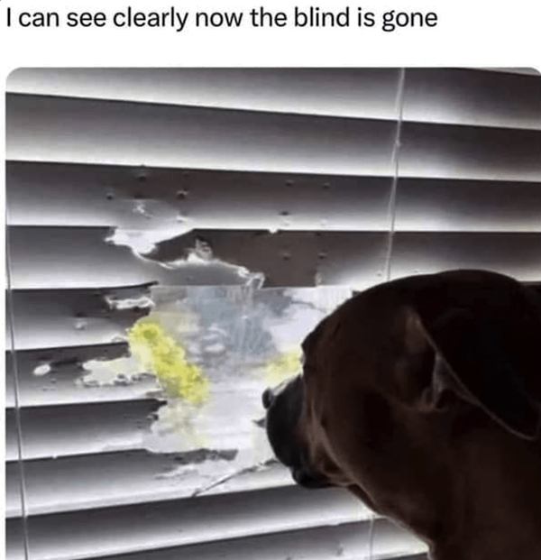 Memes For Dog Lovers (23 pics)