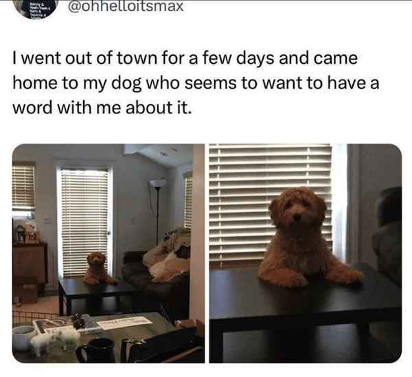 Memes For Dog Lovers (23 pics)