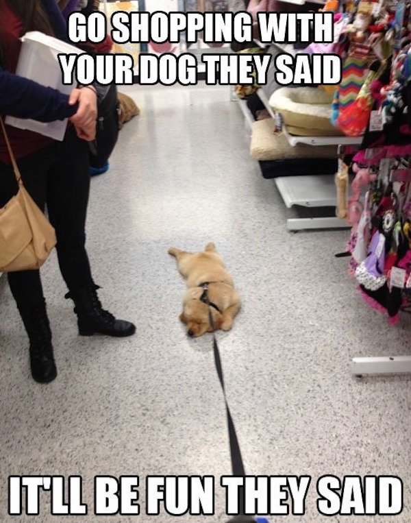 Funny Memes (33 pics)
