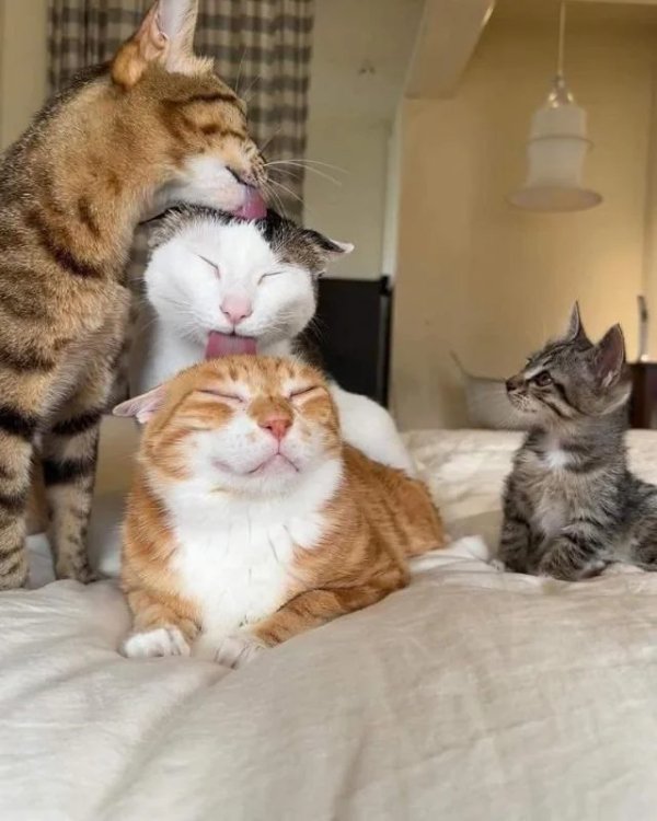 What Is Going On Here? (29 pics)