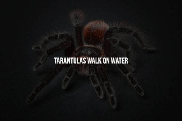 Scary Facts (15 pics) Scary Facts (15 pics)