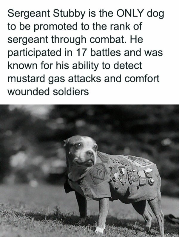 Posts For Animal Lovers (30 pics)