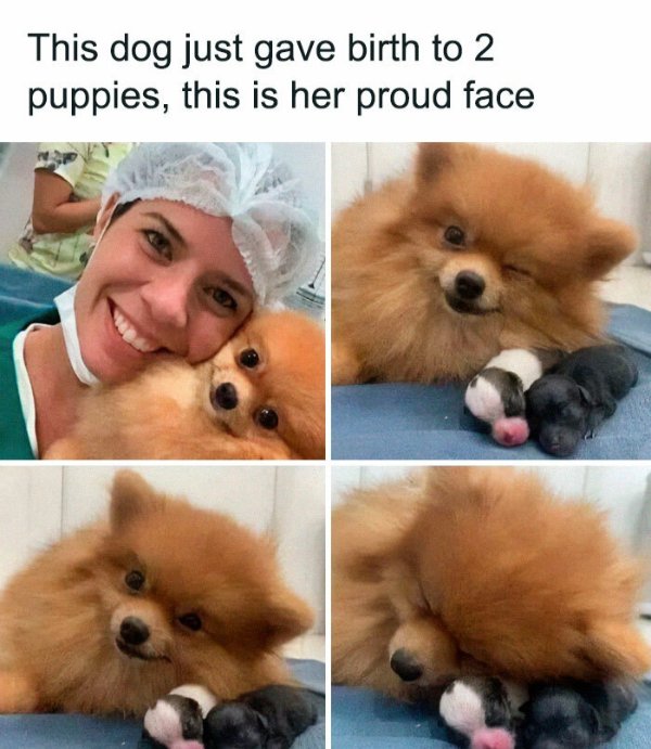 Posts For Animal Lovers (30 pics)
