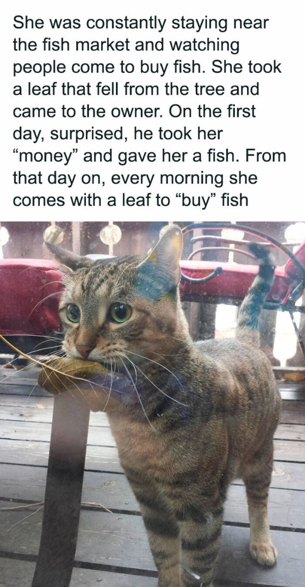 Posts For Animal Lovers (30 pics)