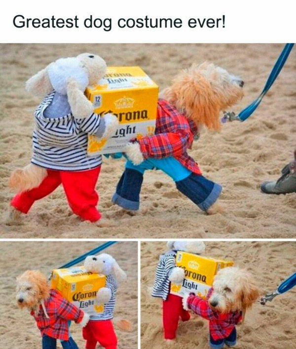 Posts For Animal Lovers (30 pics)