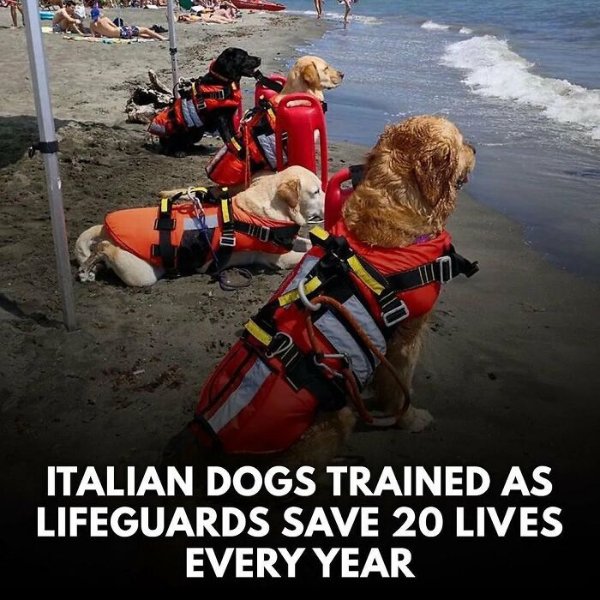 Posts For Animal Lovers (30 pics)