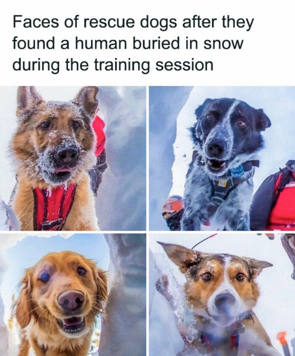 Posts For Animal Lovers (30 pics)