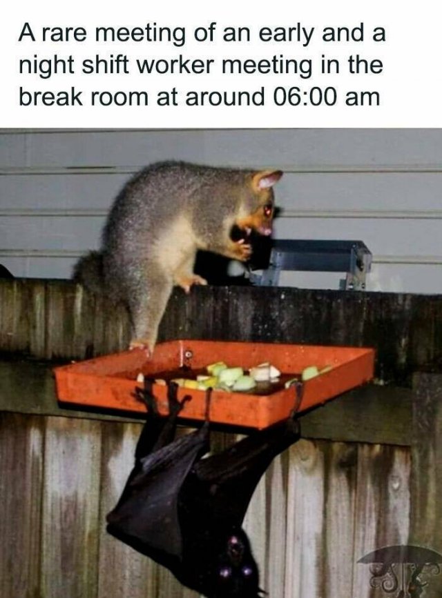 Funny Memes (25 pics)