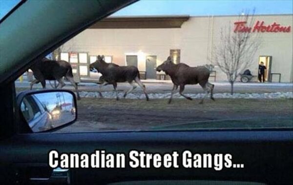 This Is Just Canada (30 pics)