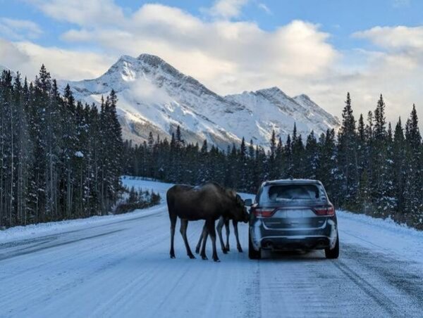 This Is Just Canada (30 pics)