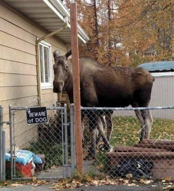 This Is Just Canada (30 pics)