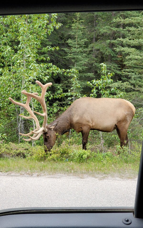 This Is Just Canada (30 pics)