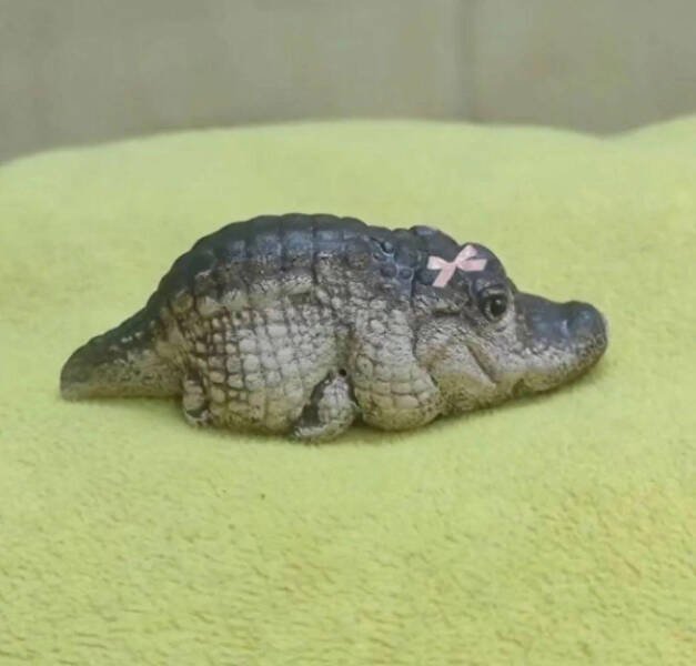 What Is Going On Here? (29 pics)