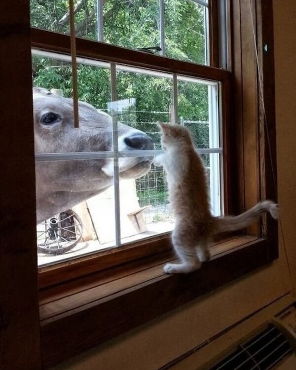 Positive Posts And Photos (29 pics)