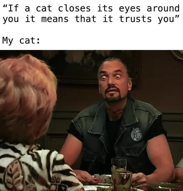 Jokes For Cat Lovers (25 pics)