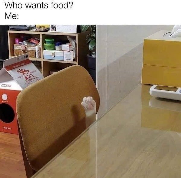 Jokes For Cat Lovers (25 pics)