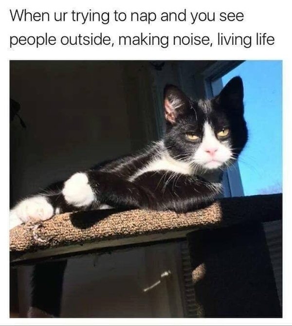 Jokes For Cat Lovers (25 pics)