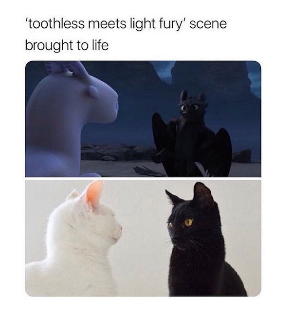 Jokes For Cat Lovers (25 pics)