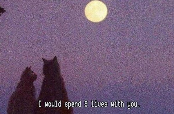 Jokes For Cat Lovers (25 pics)