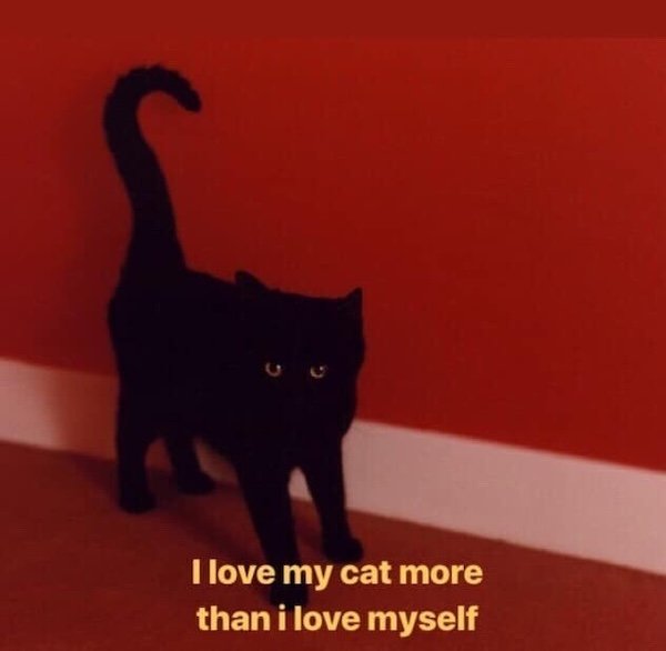 Jokes For Cat Lovers (25 pics)