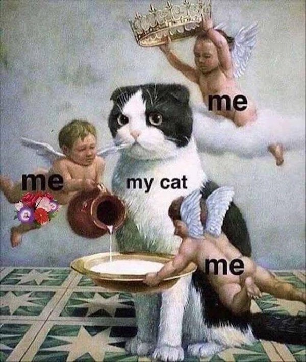 Jokes For Cat Lovers (25 pics)