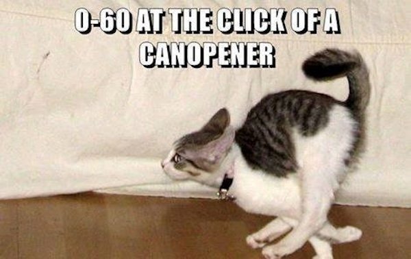 Jokes For Cat Lovers (25 pics)