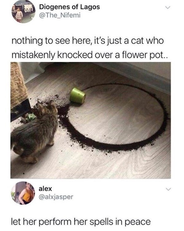 Jokes For Cat Lovers (25 pics)