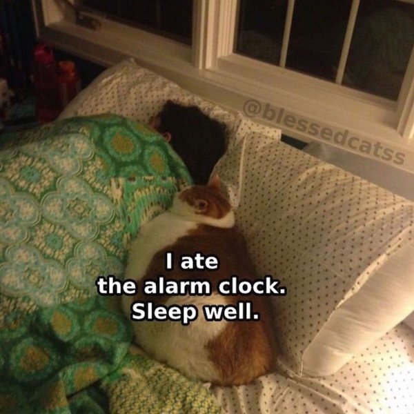 Jokes For Cat Lovers (25 pics)