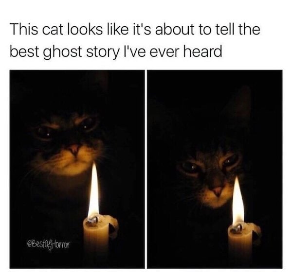 Jokes For Cat Lovers (25 pics)