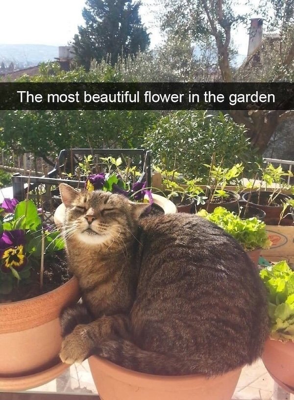 Jokes For Cat Lovers (25 pics)