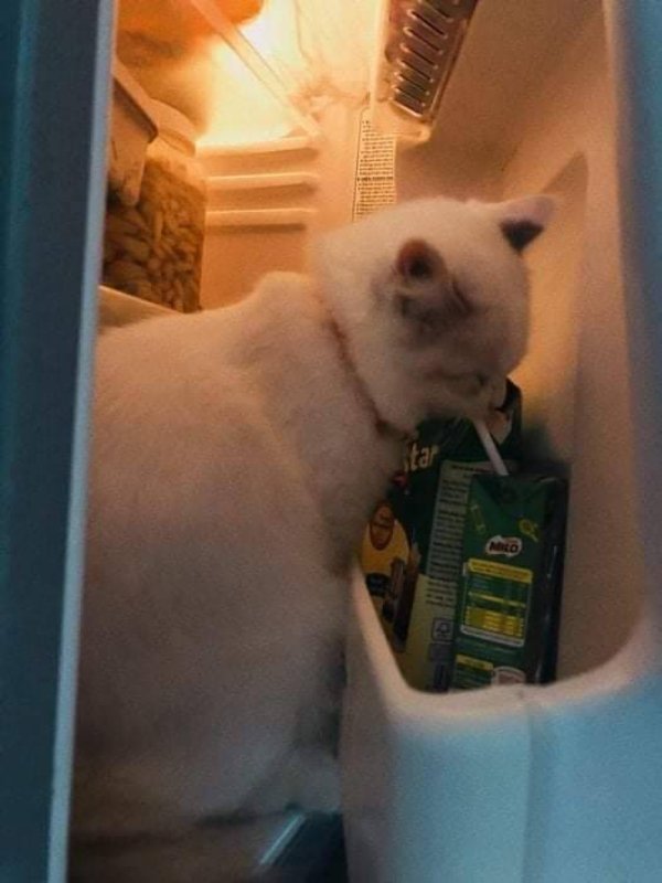 Photos For Cat Lovers (29 pics)