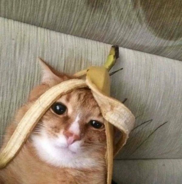 Photos For Cat Lovers (29 pics)