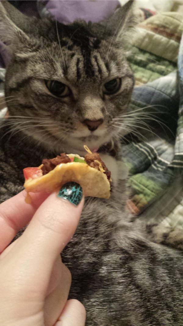 Photos For Cat Lovers (29 pics)