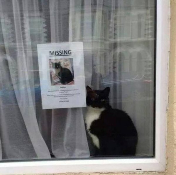 Photos For Cat Lovers (29 pics)