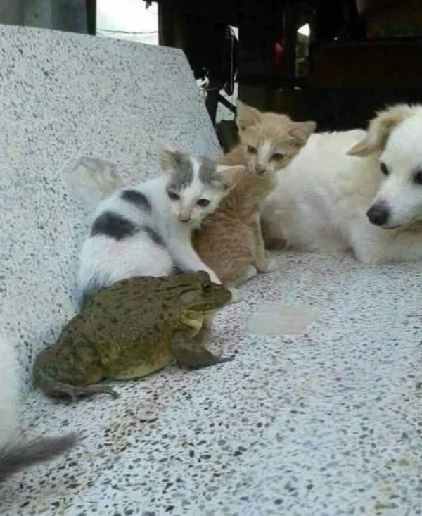 What Is Going On Here? (29 pics)