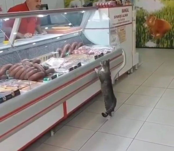 Photos For Cat Lovers (29 pics)