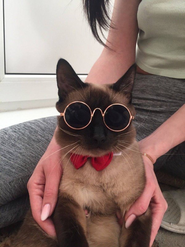 Photos For Cat Lovers (29 pics)