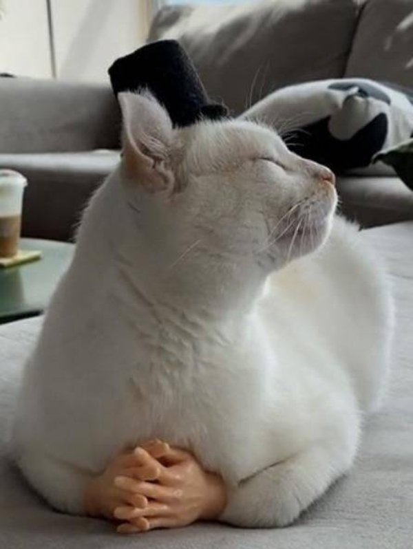 Photos For Cat Lovers (29 pics)