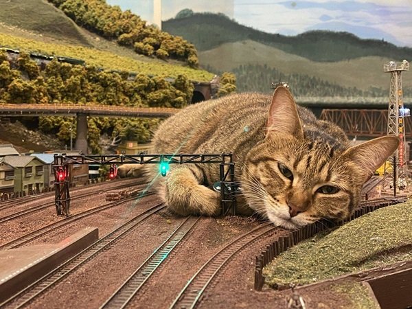 Photos For Cat Lovers (29 pics)