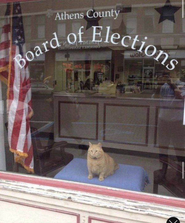 Photos For Cat Lovers (29 pics)