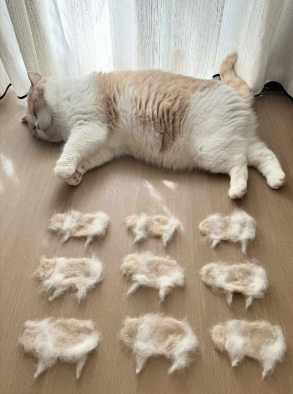 Photos For Cat Lovers (29 pics)